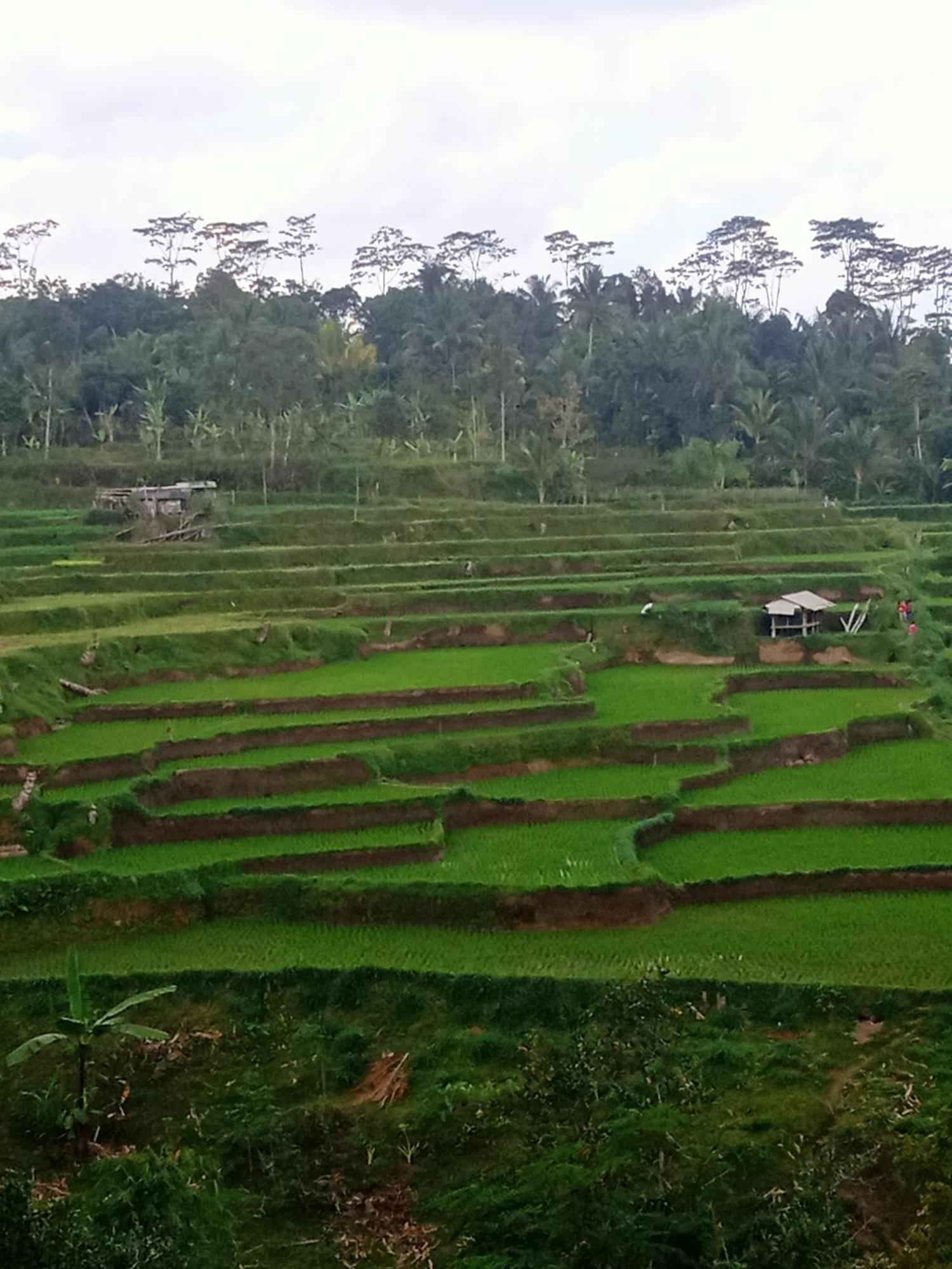 Tetebatu Sunrise Homestay Экстерьер фото